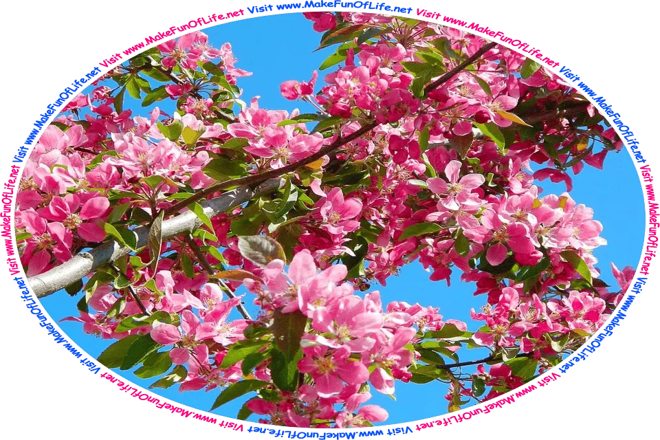 Picture of a crab apple tree branch with dark green leaves and bright pink blossoms, a clear blue sky in the background, and the words, ‘Visit www.MakeFunOfLife.net.’