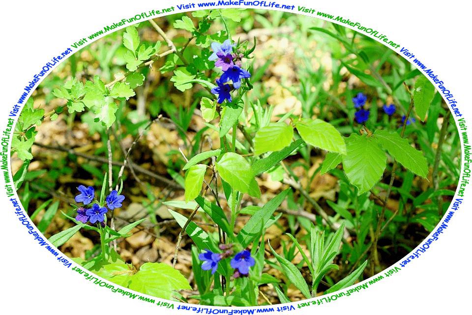 Picture of a flowering plants with green leaves and tiny blue blossoms, and the words, ‘Visit www.MakeFunOfLife.net.’
