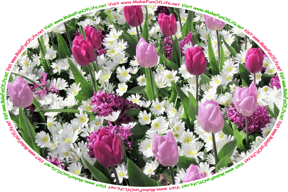 Picture of lavender tulip flowers and white daisy flowers with dark green leaves, and the words, ‘Visit www.MakeFunOfLife.net.’