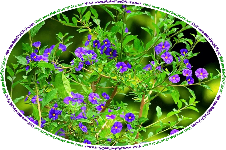 Picture of a flowering Gentian plant with woody stems, green leaves, and indigo blossoms with yellowish centers, and the words, ‘Visit www.MakeFunOfLife.net.’