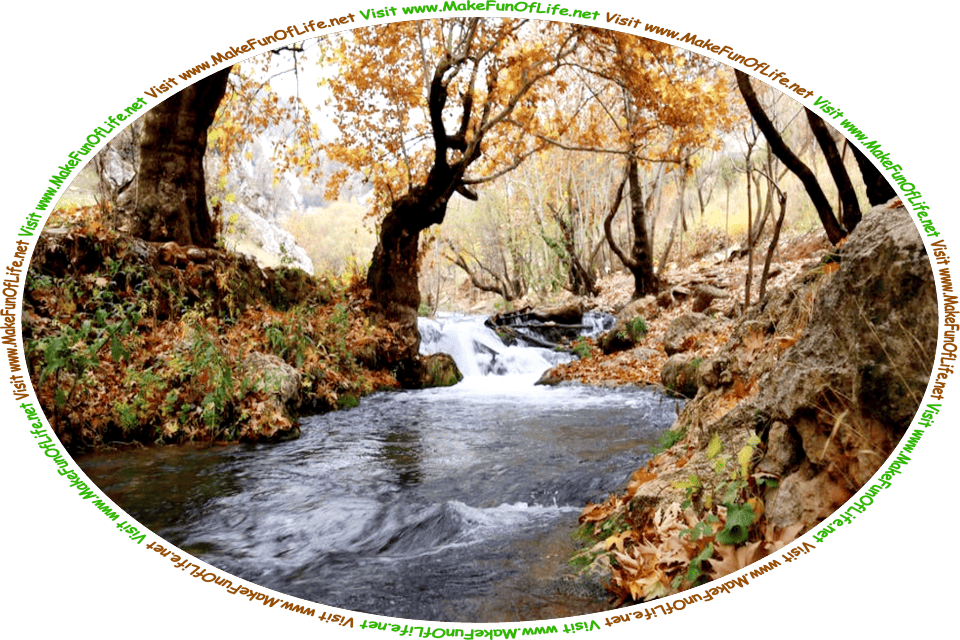 Picture of a small, clear creek flowing through a wilderness area on an Autumn day, with green leaves, brown leaves, and yellow leaves lying on the banks of either side of the creek.