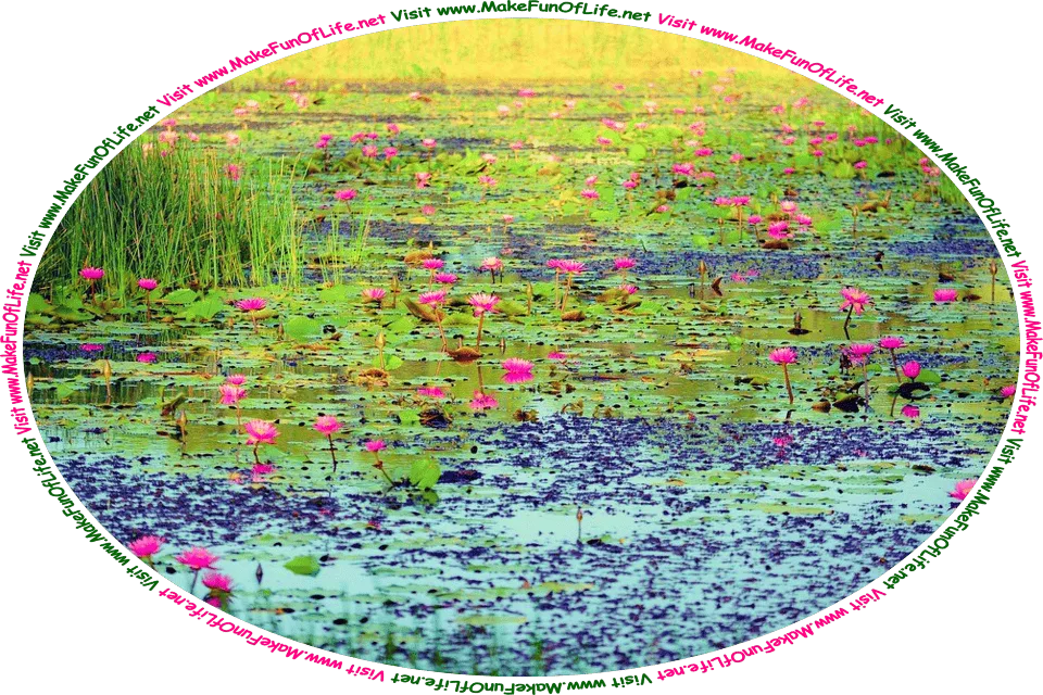 Picture of a lake filled with tall thin green aquatic grass and water lilies with large pink blossoms, and the words, ‘Visit www.MakeFunOfLife.net.’