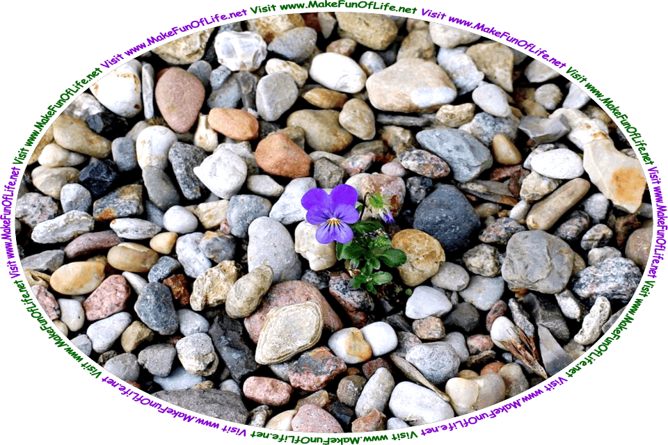 Picture of single pansy plant with dark green leaves and a purple flower, and the words, ‘Visit www.MakeFunOfLife.net.’