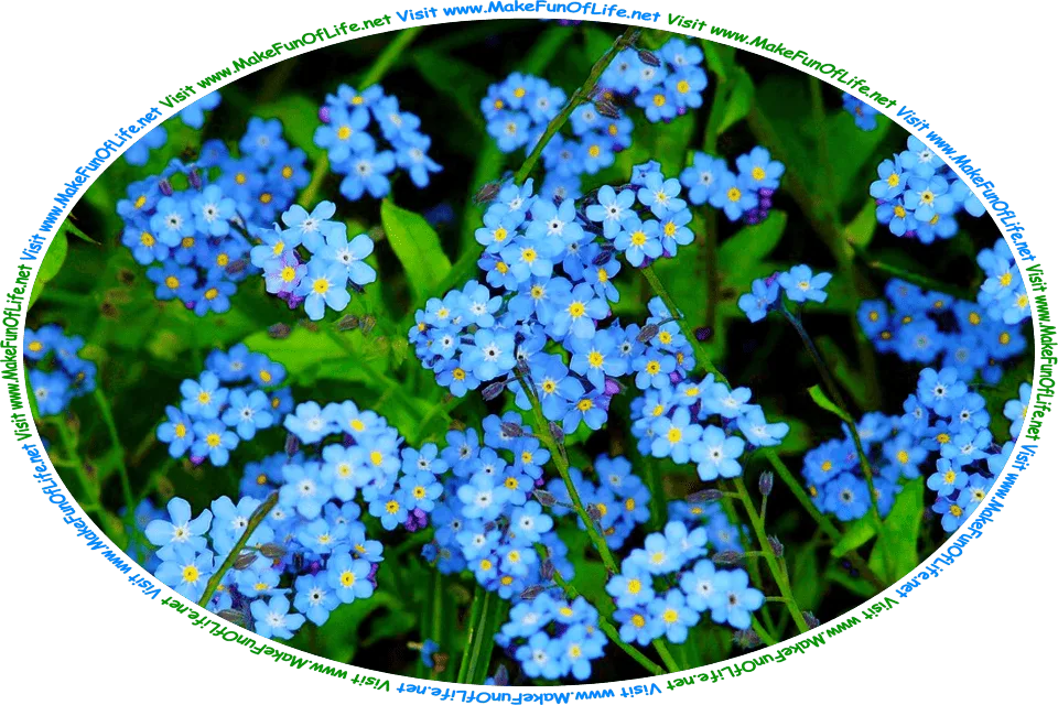 Picture of a group of Forget-Me-Not flowering plants, with dark green stems and leaves and small blue blossoms, and the words, ‘Visit www.MakeFunOfLife.net.’