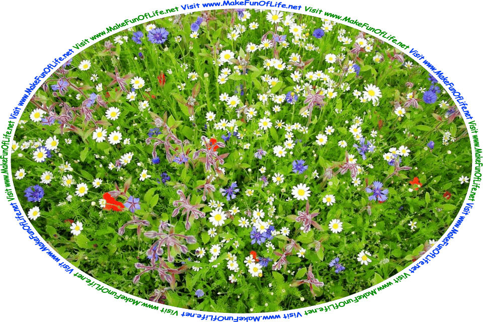 Picture of a variety of green leafy flowering plants, with blossoms in yellow and white, blue, blue and purplish-maroon, and red, and the words, ‘Visit www.MakeFunOfLife.net.’