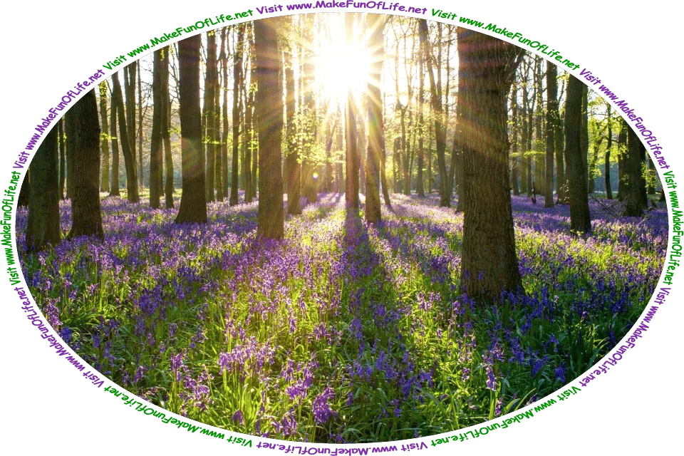 Picture of a forest of tall trees and the forest floor covered with bluebells with green leaves and lavender blossoms, the Sun shining brightly between tree trunks, and the words, ‘Visit www.MakeFunOfLife.net.’