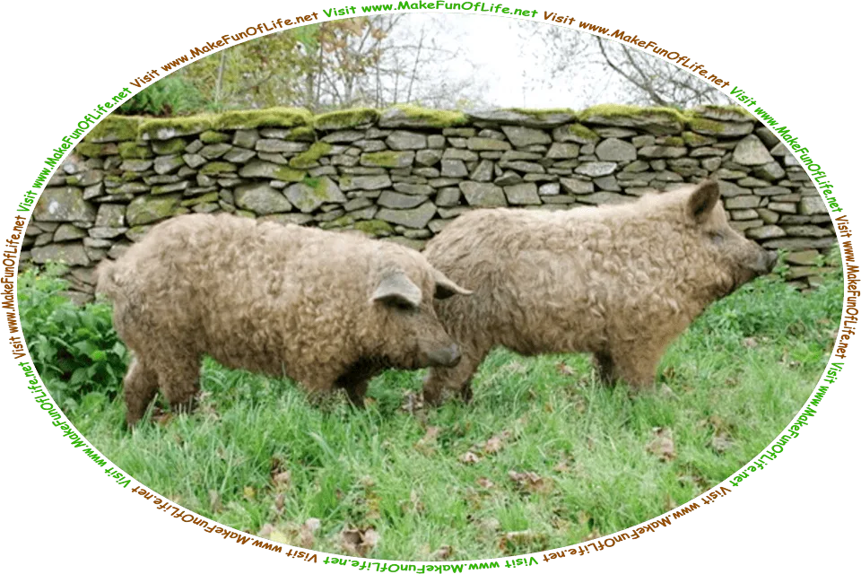 Picture of two wooly Mangalitsa pigs standing in the green grass in front of a stone wall, and the words, Visit www.MakeFunOfLife.net.