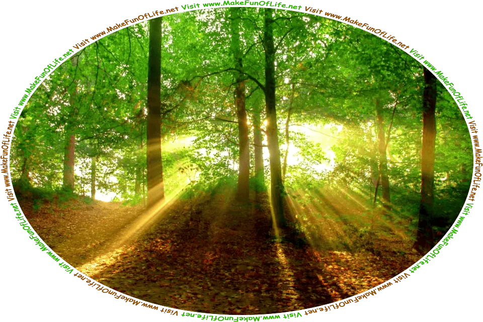 Picture of sunbeams shining brightly through a group of green leafy trees, and the words, Visit www.MakeFunOfLife.net.