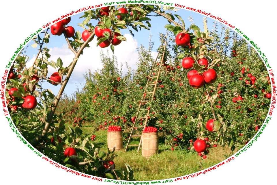 Picture of an apple orchard at harvest time, with a ladder leaning against a tree, and barrels filled with red ripe apples, and the words, Visit www.MakeFunOfLife.net.