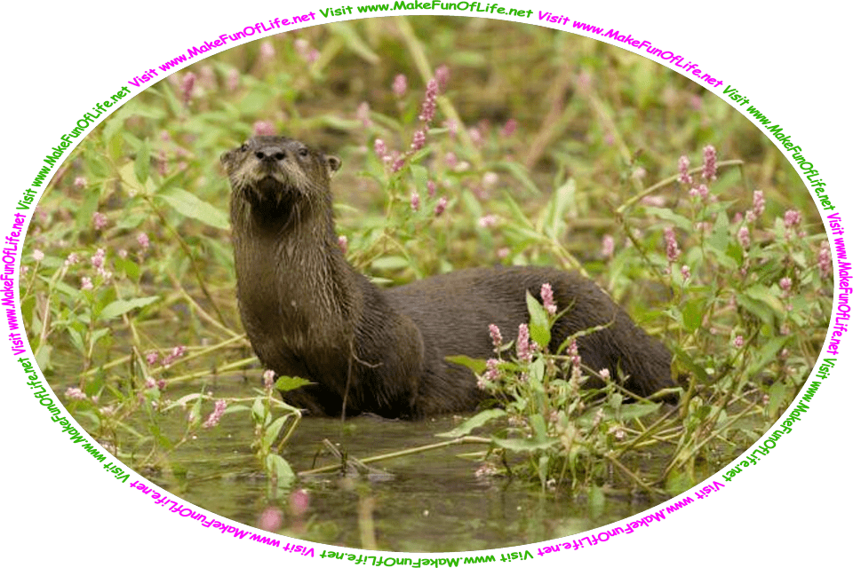Picture of a river otter with dark brown fur, half in and half out of the water, surrounded and hidden by green leafy flowering plants with small pink blossoms, and the words, ‘Visit www.MakeFunOfLife.net.’