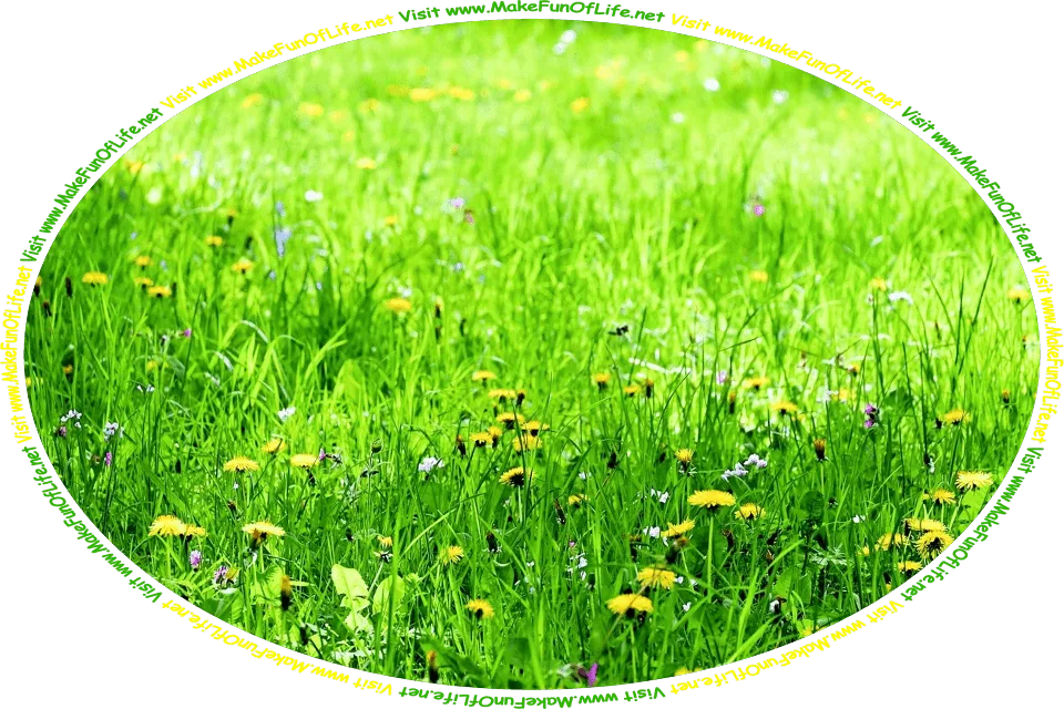 Picture of a green grassy meadow with yellow dandelion blossoms, red clover blossoms, white clover blossoms, and the words, ‘Visit www.MakeFunOfLife.net.’
