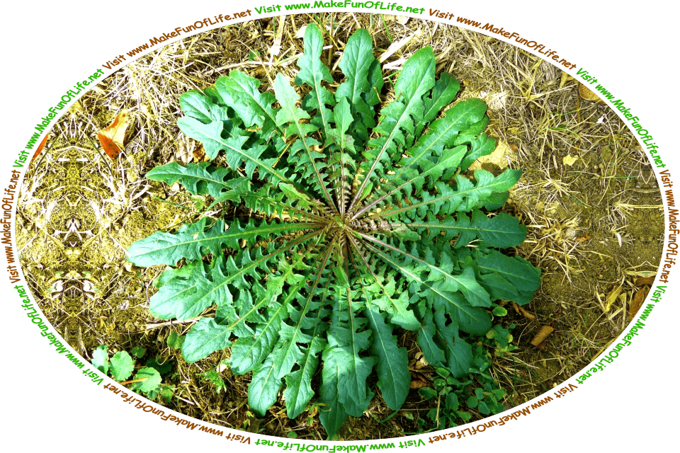 Picture of the green leaves of a dandelion plant, with their distinctive jagged edges, and the words, ‘Visit www.MakeFunOfLife.net.’