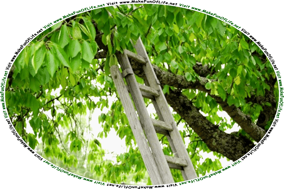 Picture of an old wooden ladder learning against a branch of a green leafy tree, and the words, Visit www.MakeFunOfLife.net.