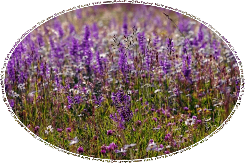 Picture of a field of sage plants with lavender-colored blossoms, and the words, Visit www.MakeFunOfLife.net.