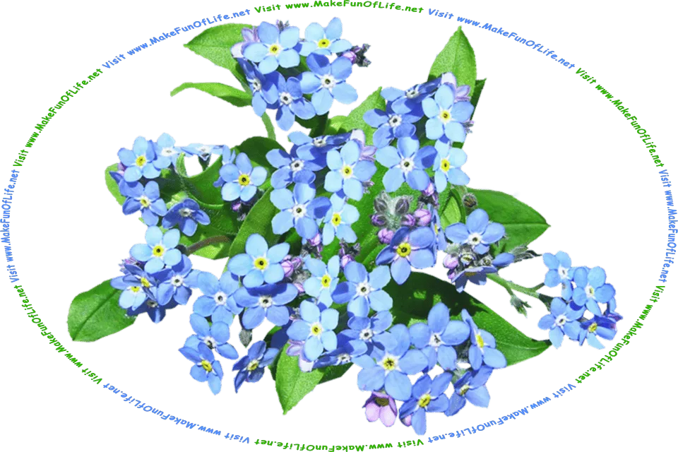 Picture of a cluster of Forget-Me-Nots, flowering plants with green leaves and pale-blue blossoms, and the words, Visit www.MakeFunOfLife.net.