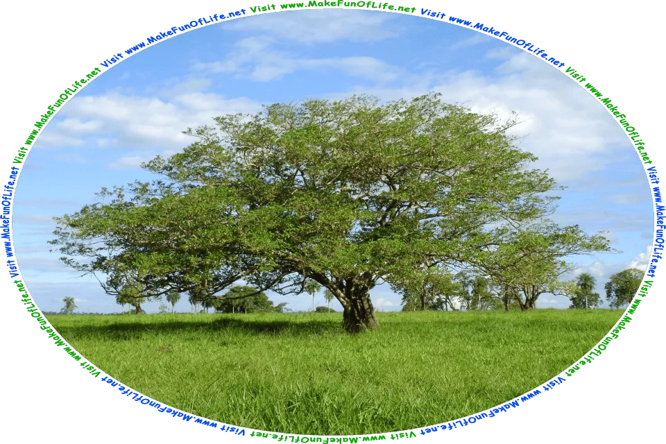 Picture of a green leafy tree in a field of green grass, a blue sky with fluffy white clouds above, and the words, Visit www.MakeFunOfLife.net.