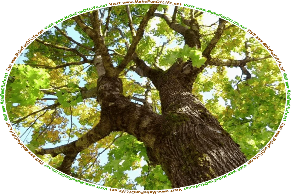 Picture of the canopy, or green leaves and brown branches, of an oak tree, as seen from the ground looking up, and the words, Visit www.MakeFunOfLife.net.
