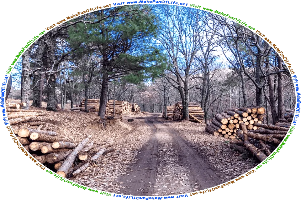 Picture of a dirt logging road through a woods in Autumn, with pine tree logs stacked up on both sides of the road, ready to be loaded onto trucks for delivery to sawmills, and the words, Visit www.MakeFunOfLife.net.