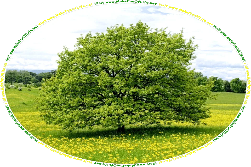 Picture of a large tree with green leaves and yellow blossoms in a meadow of flowers with yellow blossoms, a dense woods of green leafy trees in the distance, fluffy white clouds above, and the words, Visit www.MakeFunOfLife.net.