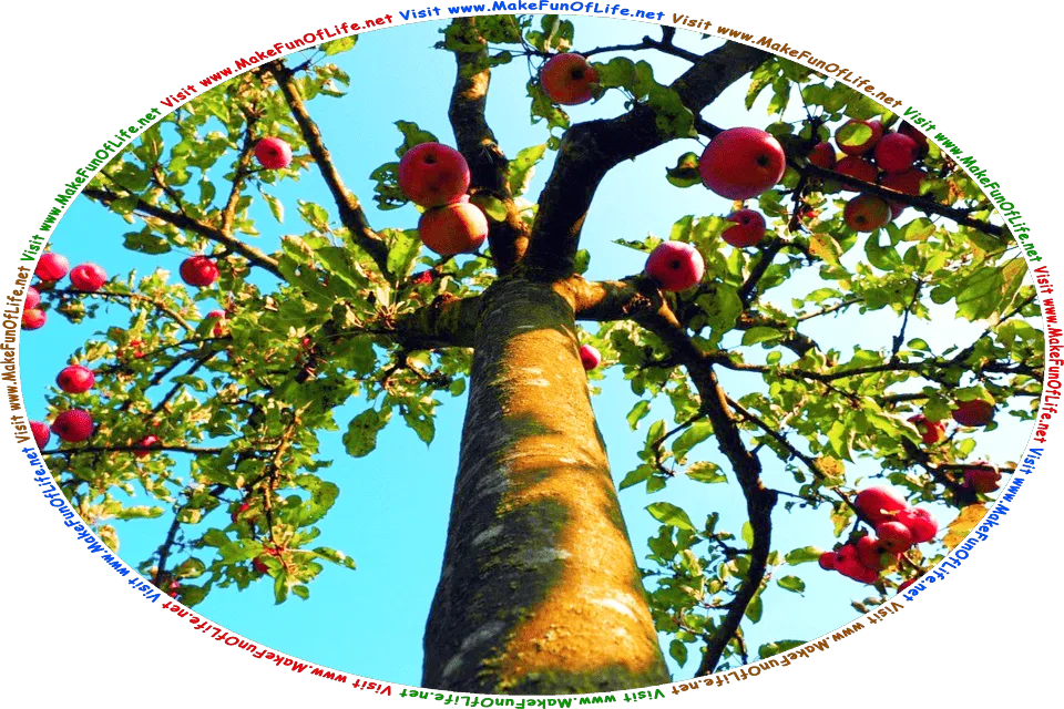 Picture of an apple tree with red apples, green leaves, brown bark on its trunk, a  clear blue sky above, and the words, Visit www.MakeFunOfLife.net.
