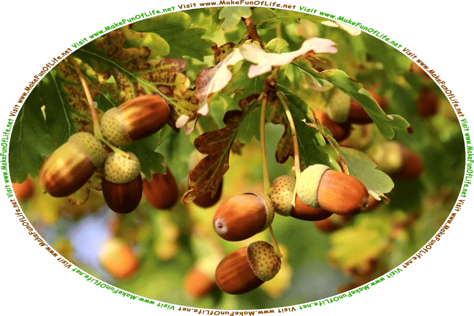 Picture of several leaves and ripe brown acorns hanging from the branch of an oak tree, and the words, Visit www.MakeFunOfLife.net.
