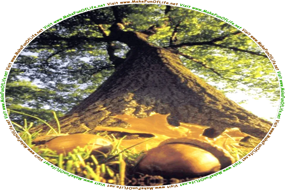 Picture of an acorn lying in the grass at the foot of a tall, green leafy oak tree, and the words, Visit www.MakeFunOfLife.net.