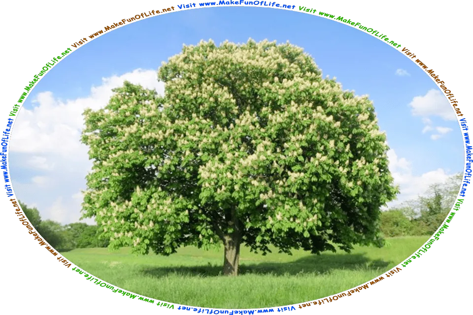 Picture of a green leafy flowering chestnut tree with whitish blossoms, in a green grassy field with dense green leafy trees in the distance, under a cloudy sky, and the words, Visit www.MakeFunOfLife.net.
