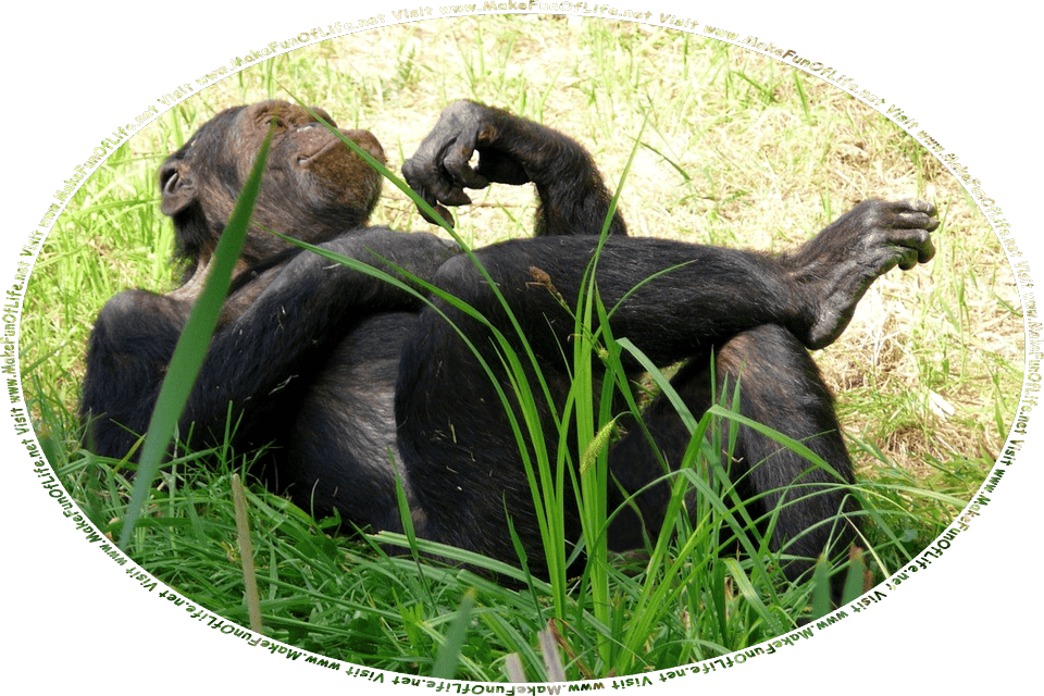 Picture of a monkey lying on green grass with one leg crossed over the other knee while contemplatively looking off into the distance, and the words, Visit www.MakeFunOfLife.net.