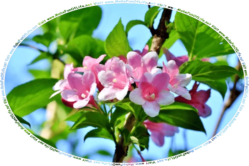 Picture of pink blossoms, or flowers, and green leaves on the brown bark-covered branches of a jasmine plant, and the words, Visit www.MakeFunOfLife.net.