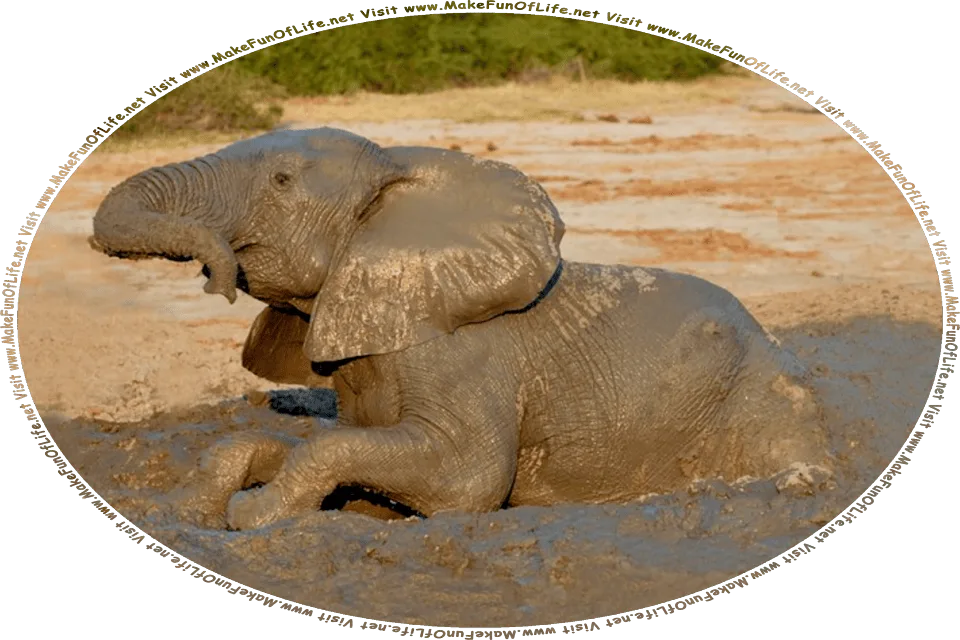 Picture of an elephant taking a mud bath, and the words, Visit www.MakeFunOfLife.net.