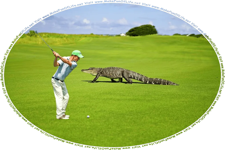 Picture of a man swinging a golf club at a golf ball as a large alligator saunters by several feet in front of him, and the words, Visit www.MakeFunOfLife.net.