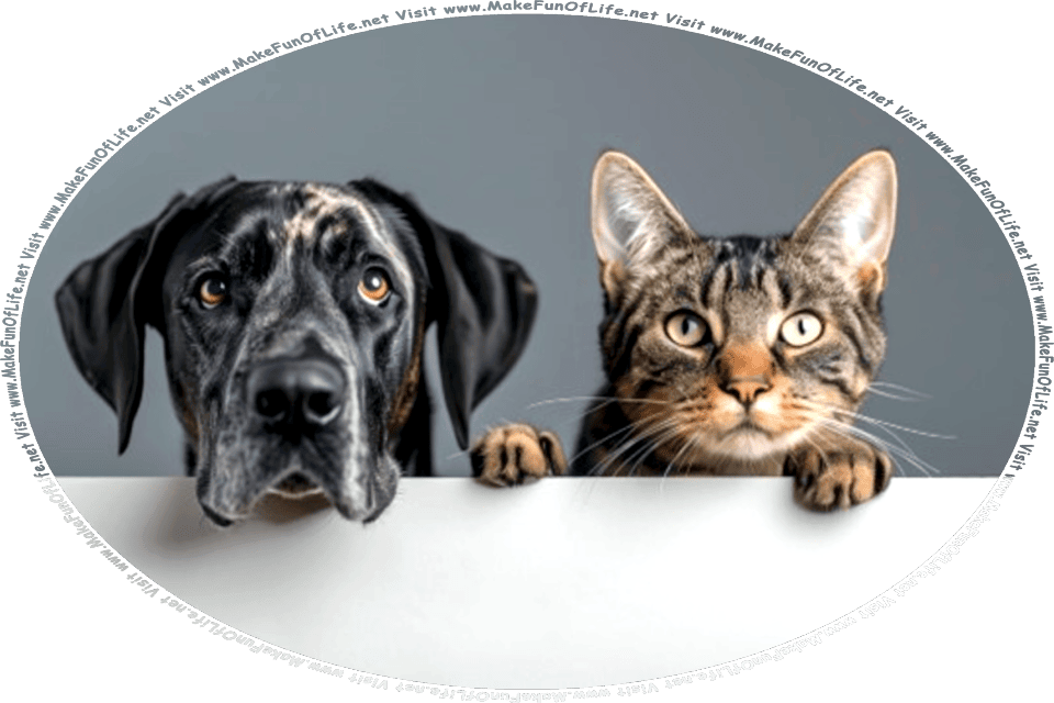 Picture of a dog and a cat side-by-side, looking over a divider, and the words, Visit www.MakeFunOfLife.net.