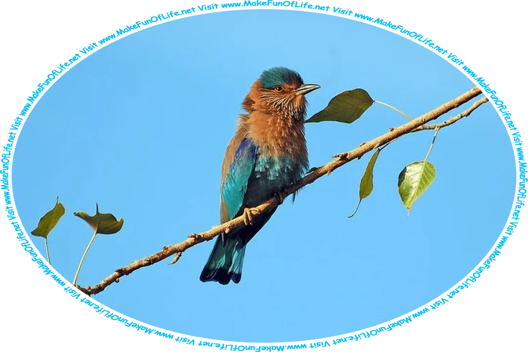 Picture of a small, colorful blue and brown bird perched on a green leafy branch of a tree, under a clear blue sky, and the words, ‘Visit www.MakeFunOfLife.net.’