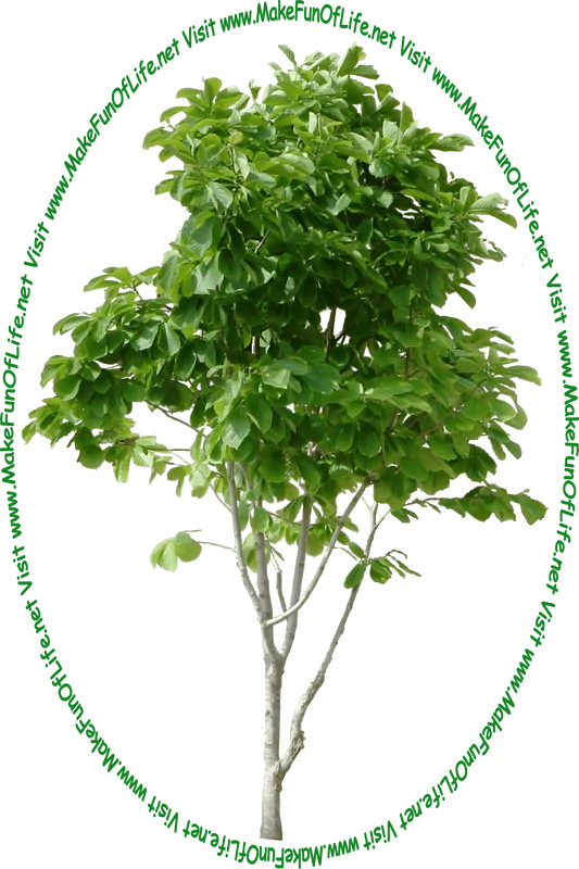 Picture of a tall green leafy tree and the words, ‘Visit www.MakeFunOfLife.net.’