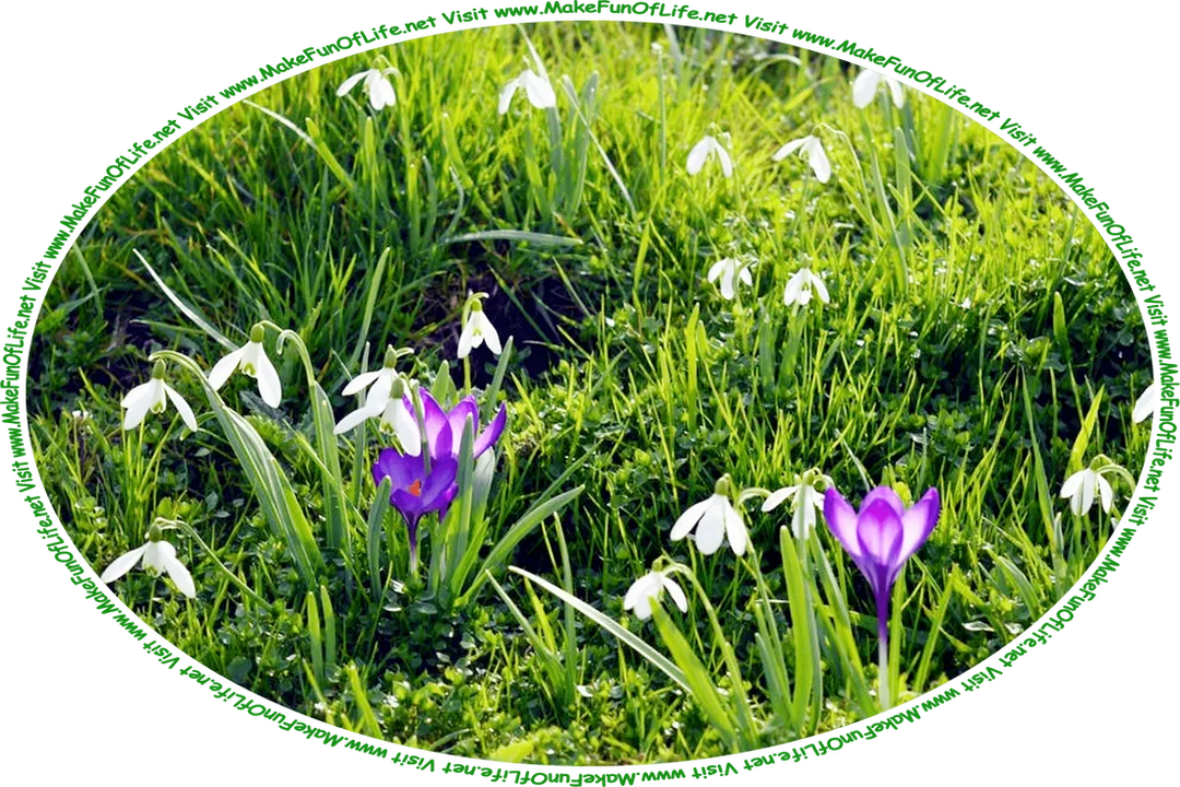 Picture of crocuses with lavender-blue blossoms and dewdrops with white blossoms, and the words, ‘Visit www.MakeFunOfLife.net.’