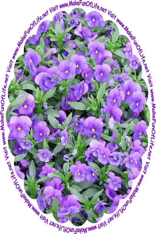 Picture of a pansies with dark green leaves and indigo blossoms, and the words, ‘Visit www.MakeFunOfLife.net.’
