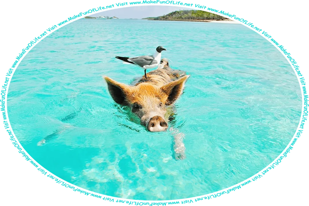 Picture of a brown and black spotted short-haired pig swimming in the shallow water from one island to another island, with a gray and white seagull standing on its back, some small fish swimming under the water’s surface alongside the pig, and the words, ‘Visit www.MakeFunOfLife.net.’