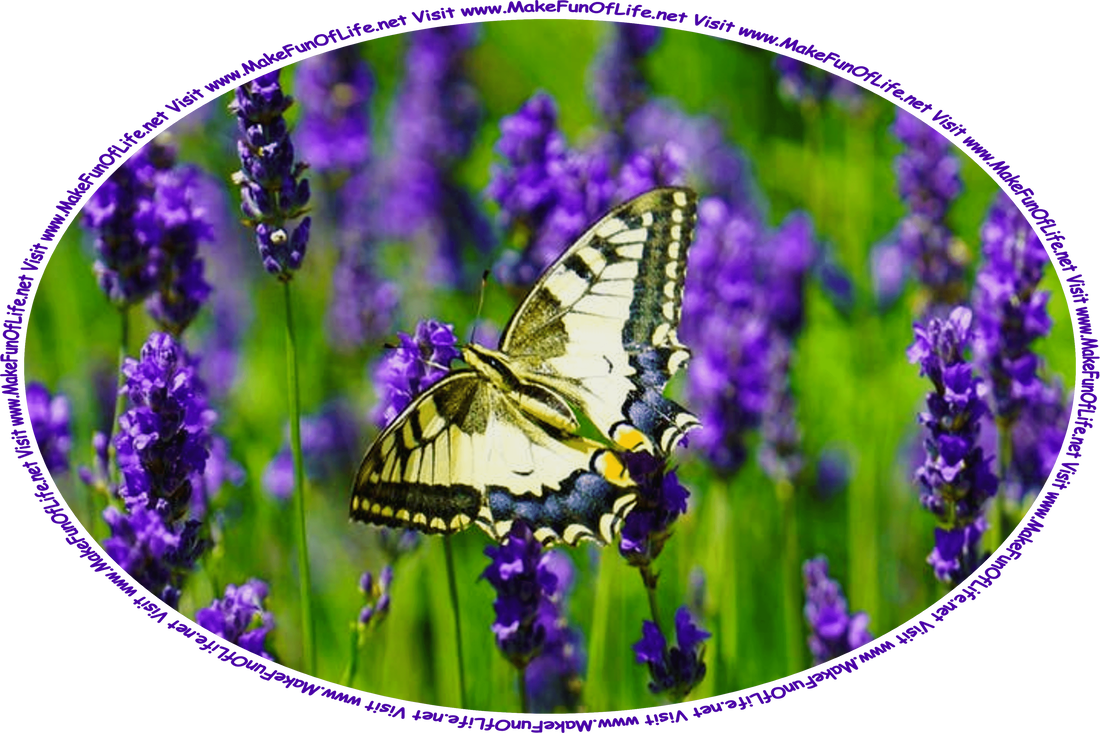 Picture of a pale yellow, black, blue, and orange butterfly flying over lavender plants with indigo blossoms, and the words, ‘Visit www.MakeFunOfLife.net.’