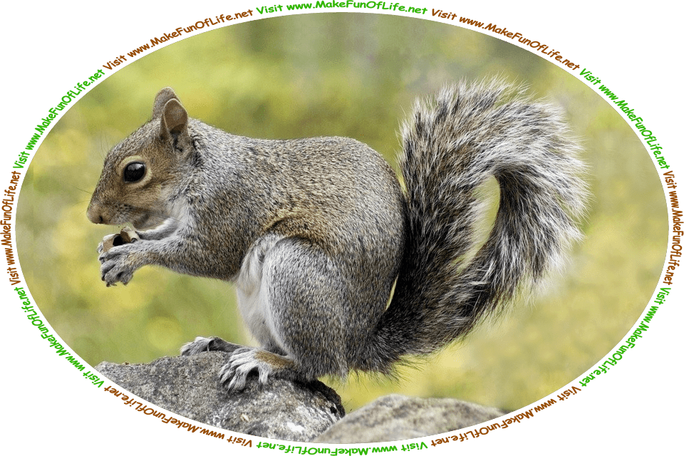 Picture of a gray squirrel resting on its hind legs on some rocks, while holding a nut in its forepaws, and the words, ‘Visit www.MakeFunOfLife.net.’