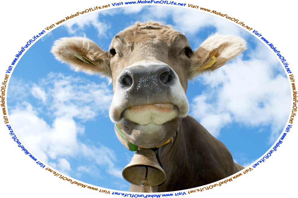 Picture of a cow wearing a cowbell on a collar on its neck, and the words, ‘Visit www.MakeFunOfLife.net.’