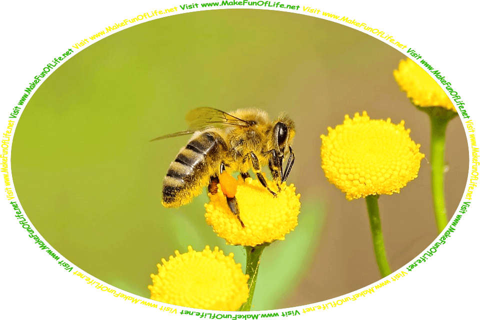 Picture of a honeybee gathering nectar from a flower, and the words, ‘Visit www.MakeFunOfLife.net.’