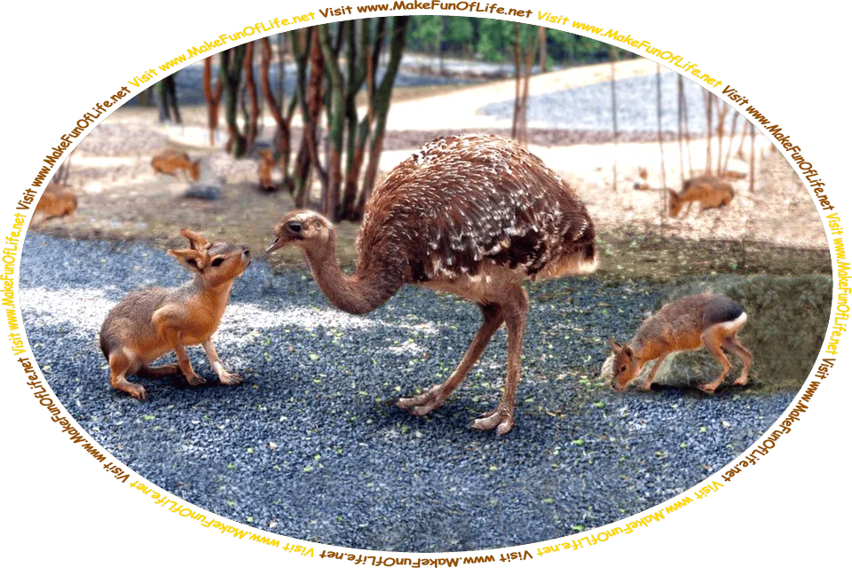 Picture of a mara, an animal that resembles a rabbit, and a baby ostrich, a flightless bird, looking at each other, and the words, ‘Visit www.MakeFunOfLife.net.’