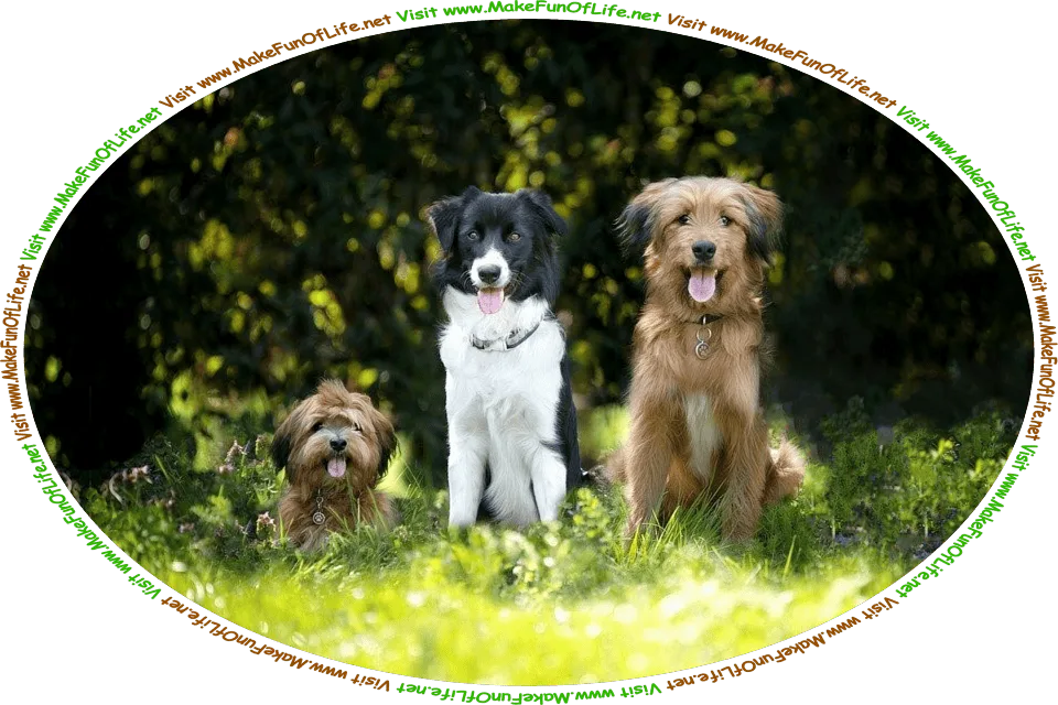 Picture of three furry dogs sitting with their tongues hanging out, in a grassy yard, and the words, ‘Visit www.MakeFunOfLife.net.’