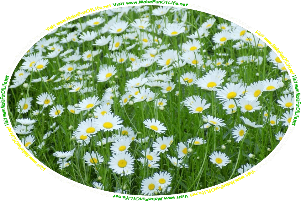Picture of a field of daisies, flowers with dark green stems and leaves, white petals, and yellow centers, and the words, ‘Visit www.MakeFunOfLife.net.’
