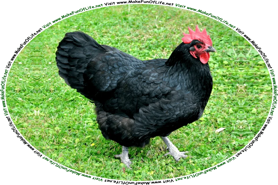Picture of an Australorp hen, a chicken with all-black feathers, and the words, Visit www.MakeFunOfLife.net.