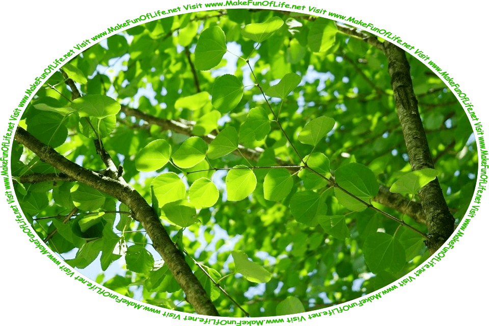 Picture of a tree with bright green new leaves, a clear blue sky above, and the words, ‘Visit www.MakeFunOfLife.net.’