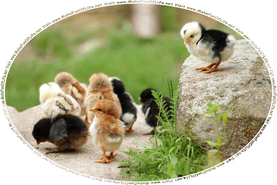 Picture of seven fluffy chicks, or baby chickens, with an eighth chick standing on a rock slightly above them, and the words, Visit www.MakeFunOfLife.net.