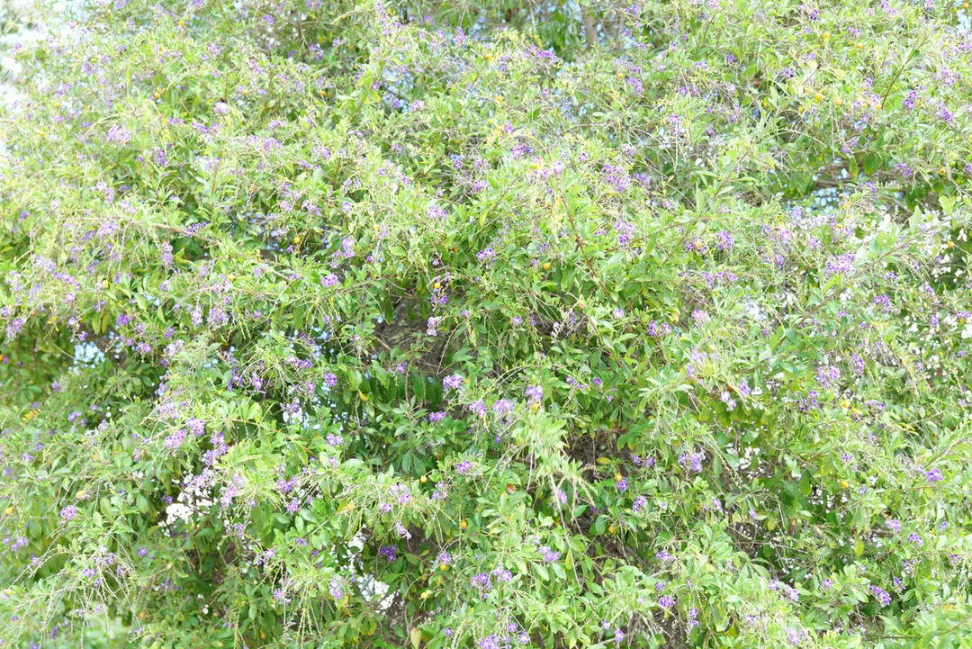 Unedited photograph of a Skyflower plant with lavender blossoms and yellow berries.