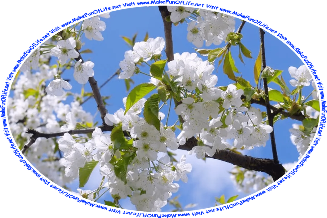 Picture of a flowering tree with prolific white blossoms, a blue sky with fluffy white clouds showing through the tree branches, and the words, ‘Visit www.MakeFunOfLife.net.’