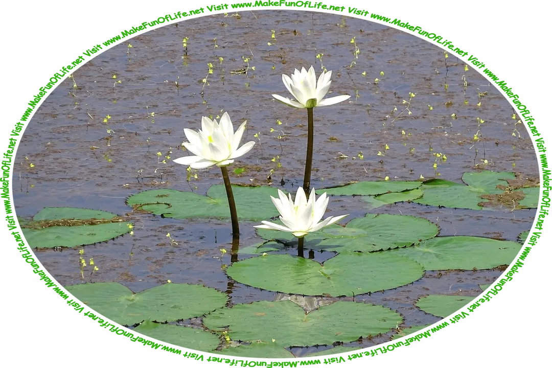 Picture of water lilies with three white blossoms and green lily pads floating on the surface of water, as well as tiny yellow water buttercups plants blossoming just above the water’s surface, and the words, ‘Visit www.MakeFunOfLife.net.’